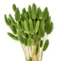 Floristik24 Hasenschwanzgras Ziergras Lagurus Olivgrün L65cm 50g