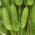 Hasenschwanzgras Ziergras Lagurus Olivgrün L65cm 50g | Floristik24.de