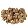 Floristik24 Herbstfrüchte Golden, festlicher Herbstschmuck, Deko-Eicheln natürlich, Adventsdeko Ø1,5 – 2,5cm L1,5 – 3cm 300g