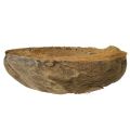 Kokosnuss als Pflanzschale Natur Pflanztopf 20cm 5 St | Floristik24.de