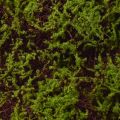Künstliches Moos Große Moosmatte Braun Grün 100×50cm | Floristik24.de