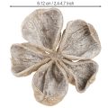 Landlotus Weiß gewaschen 6-12cm 50 St | Floristik24.de